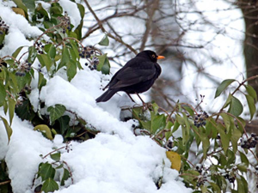 Świeże owoce, ukryte zakąski i bezpieczne schronienia – czy bluszcz może być mikro-ostoją dla ptaków zimujących w lasach środkowoeuropejskich?