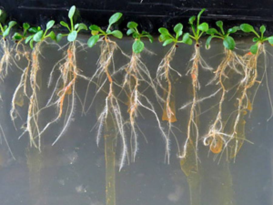 Mykobiom roślinny a toksyczność metali dla roślin – przypadek Arabidopsis arenosa